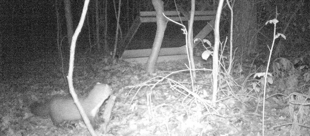 mader guckt in kofferfalle 01